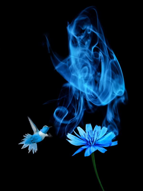 Stop and smell the colors - 6 of 8 by Rafael Ramirez